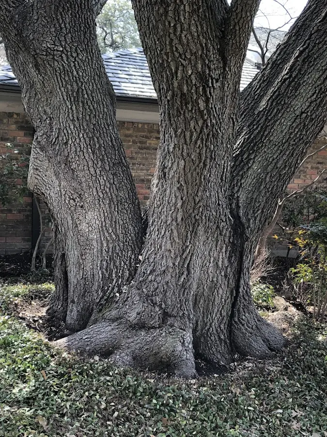 Mature heritage tree close to a Montague property cared for by certified arborists